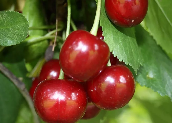 Sauerkirsche 'Schattenmorelle' Sauerkirsche 'Schattenmorelle'