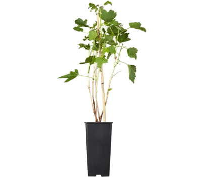 Schwarze Johannisbeere 'Titania'(s) Schwarze Johannisbeere 'Titania'(s)