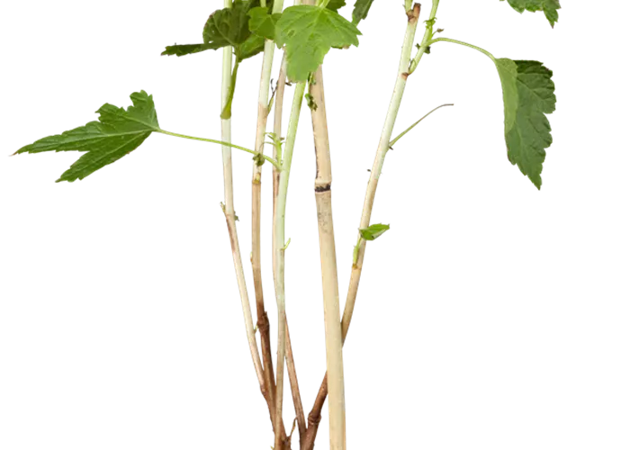 Schwarze Johannisbeere 'Titania'(s) Schwarze Johannisbeere 'Titania'(s)