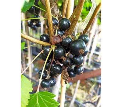 Schwarze Johannisbeere 'Ojebyn' Schwarze Johannisbeere 'Ojebyn'