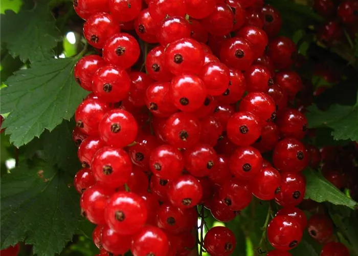 Säulenjohannisbeere 'Rolan'