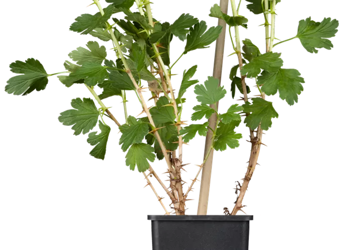 Stachelbeere 'Hinnonmäki' Stachelbeere 'Hinnonmäki'