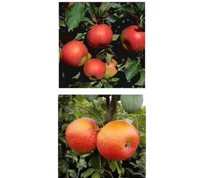 Apfel DUO 'Idared/Alkmene' Apfel DUO 'Idared/Alkmene'