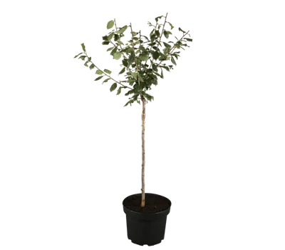 Zwetsche 'Bühler Frühzwetsche' Zwetsche 'Bühler Frühzwetsche'