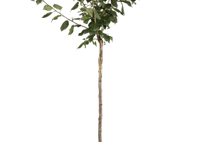 Zwetsche 'Bühler Frühzwetsche' Zwetsche 'Bühler Frühzwetsche'