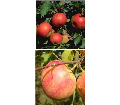 Apfel DUO 'Idared/Geheimrat Oldenburg' Apfel DUO 'Idared/Geheimrat Oldenburg'