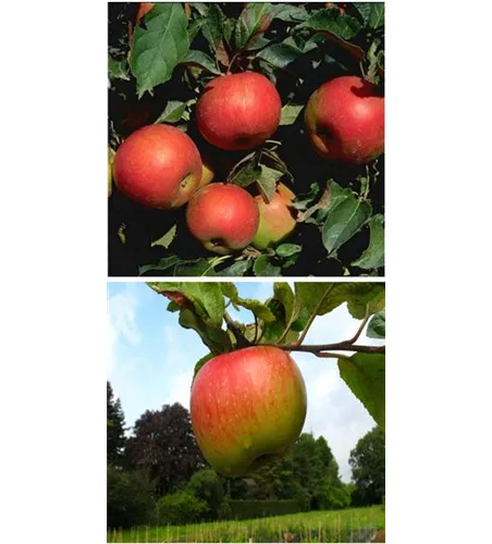 Apfel DUO 'Idared/Juwel von Kirchwerder' Apfel DUO 'Idared/Juwel von Kirchwerder'