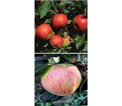 Apfel DUO 'Idared/Osnabrücker Renette' Apfel DUO 'Idared/Osnabrücker Renette'