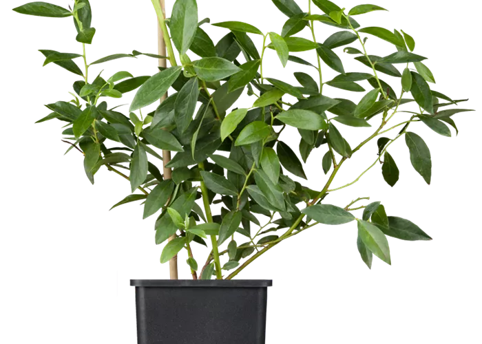 Heidelbeere 'Pink Lemonade' Heidelbeere 'Pink Lemonade'