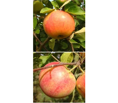 Apfel DUO 'James Grieve/Geheimrat Oldenburg' Apfel DUO 'James Grieve/Geheimrat Oldenburg'