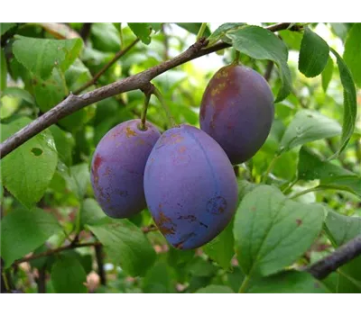 Zwetsche 'Hauszwetsche' Zwetsche 'Hauszwetsche'