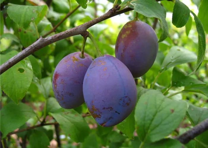 Zwetsche 'Hauszwetsche' Zwetsche 'Hauszwetsche'