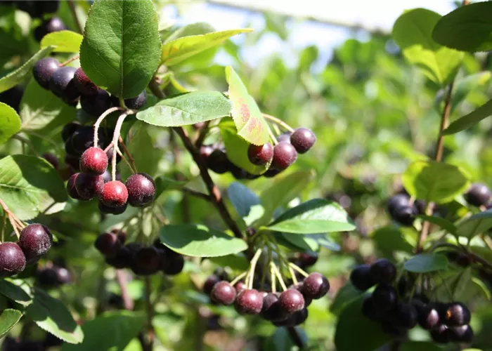 Schwarze Apfelbeere 'Nero' Schwarze Apfelbeere 'Nero'