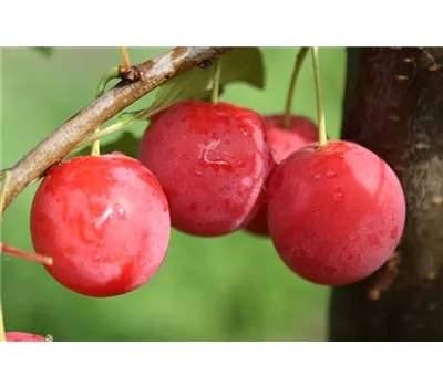 Blutpflaume 'Milanka'® Blutpflaume 'Milanka'®