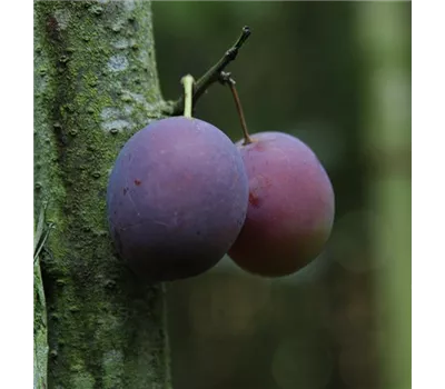 Pflaume 'Pogauner' Pflaume 'Pogauner'