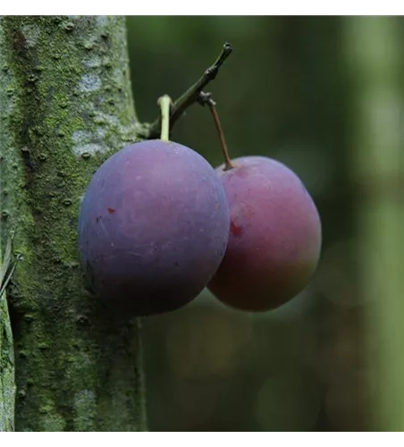 Pflaume 'Pogauner' Pflaume 'Pogauner'