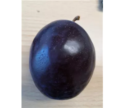 Pflaume 'President' Pflaume 'President'