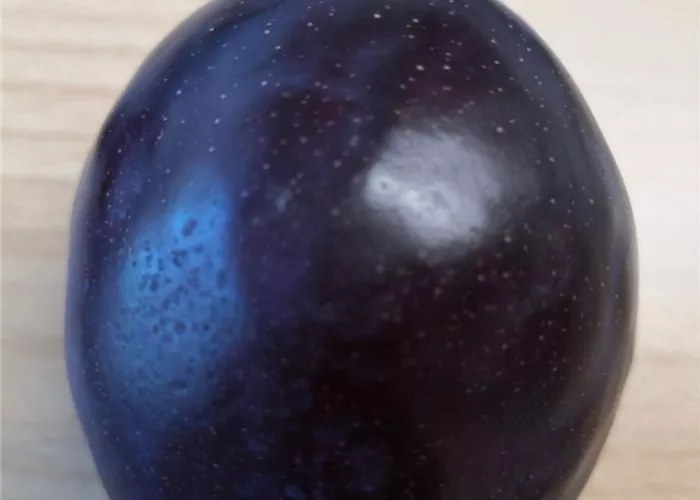 Pflaume 'President' Pflaume 'President'