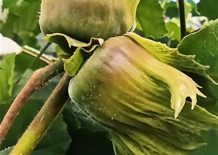 Haselnuss 'Hallesche Riesennuss' Haselnuss 'Hallesche Riesennuss'