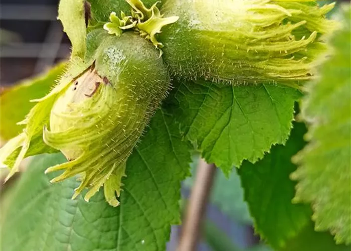 Haselnuss 'Nottinghams Fruchtbare' Haselnuss 'Nottinghams Fruchtbare'