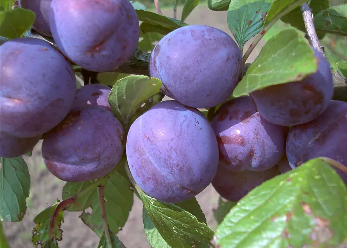 Zwetsche 'Wangenheims Frühzwetsche'