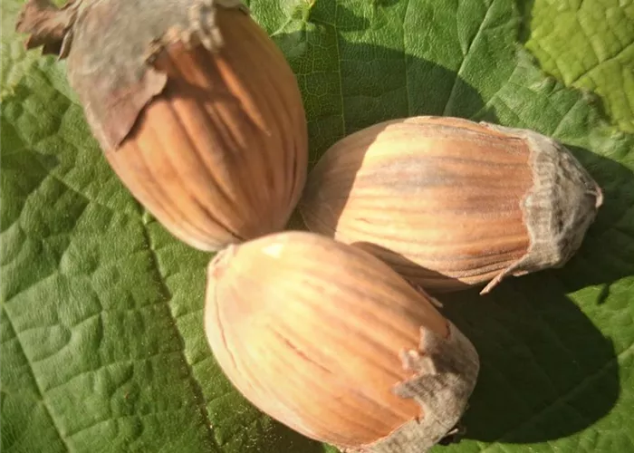 Haselnuss 'Webbs Preisnuss' Haselnuss 'Webbs Preisnuss'