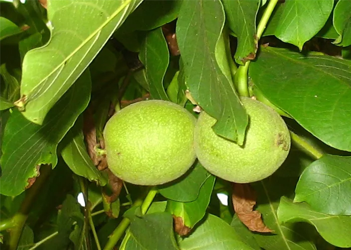 Echte Walnuss Echte Walnuss