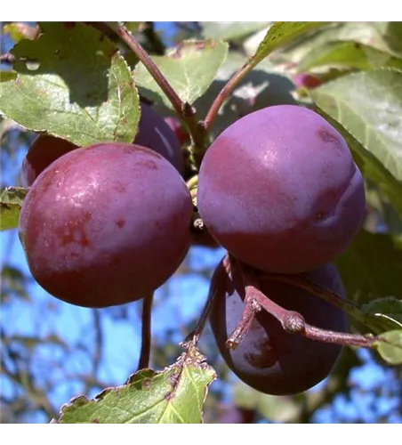 Pflaume 'Königin Viktoria' Pflaume 'Königin Viktoria'