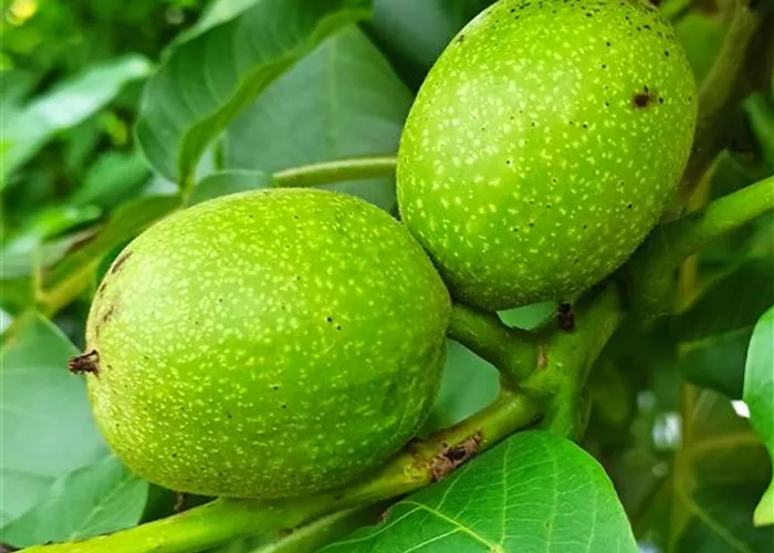 Walnuss 'Esterhazy II' Walnuss 'Esterhazy II'