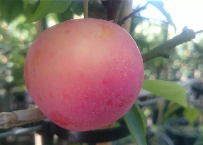 Japanische Pflaume 'Kometa' Japanische Pflaume 'Kometa'