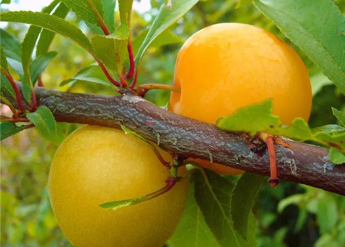 Japanische Pflaume 'Shiro' Japanische Pflaume 'Shiro'