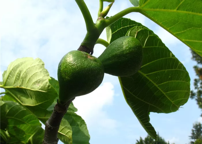 Feige 'Desert King' Feige 'Desert King'