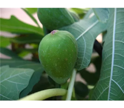 Feige 'Madeleine des deux Saison' Feige 'Madeleine des deux Saison'
