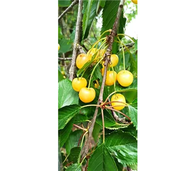 Süßkirsche 'Dönissens Gelbe Knorpelkische' Süßkirsche 'Dönissens Gelbe Knorpelkische'