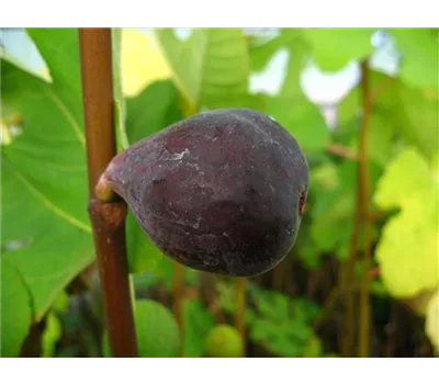 Feige 'Noire de Bellon' Feige 'Noire de Bellon'