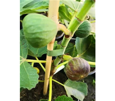 Feige 'Rouge de Bordeaux' Feige 'Rouge de Bordeaux'