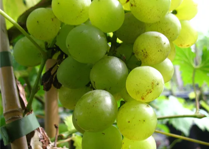Weinrebe 'Glenora' , gelb