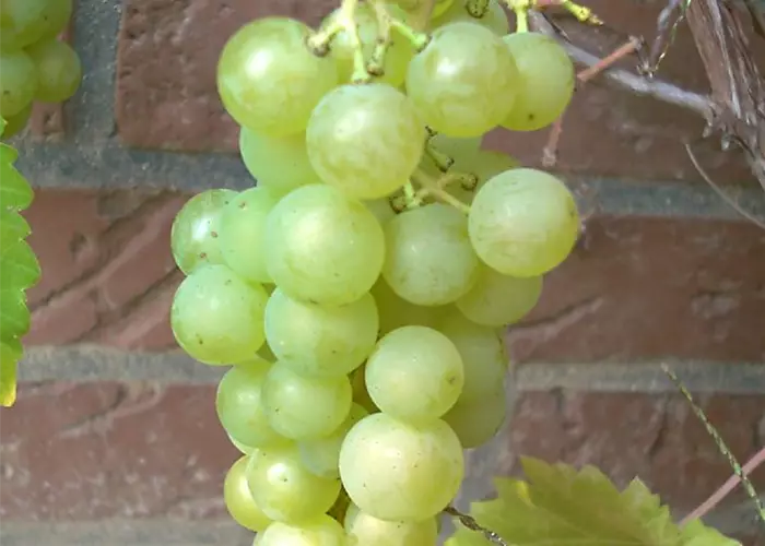 Weinrebe 'Phoenix'