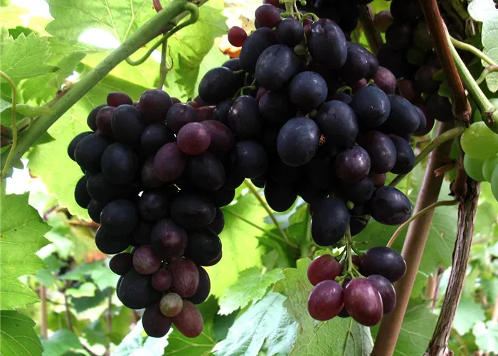 Weinrebe 'Kyoho'