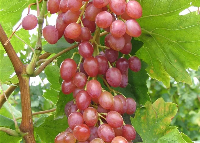 Weinrebe 'Suffolk Red'