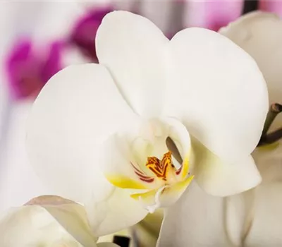 Phalaenopsis multiflora 'White' Phalaenopsis multiflora 'White'