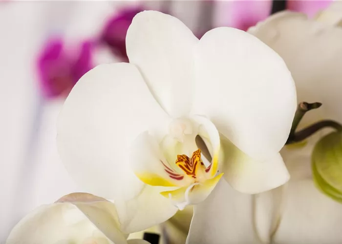 Phalaenopsis multiflora 'White' Phalaenopsis multiflora 'White'