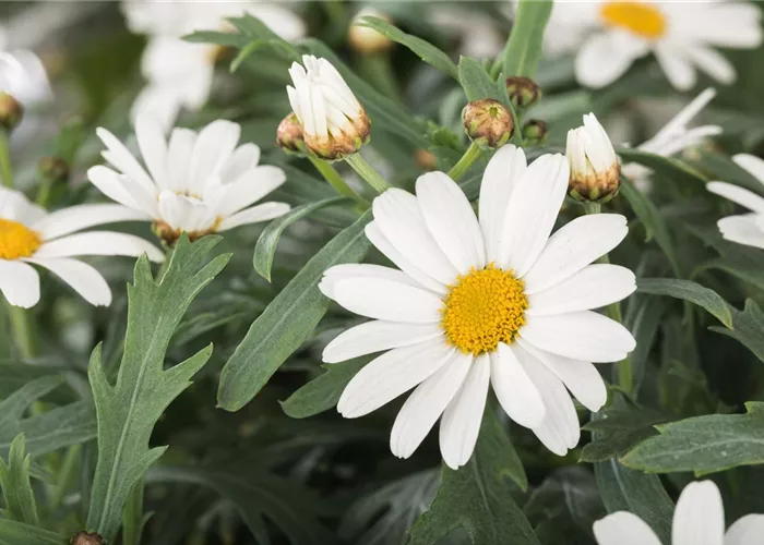 Argyranthemum frutescens 'Maja Bofinger'