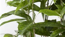 bio kartoffeln saatgut BIO Pflanzkartoffeln Linda 2,5 kg ABVERKAUF – Biogartenladen main image 0
