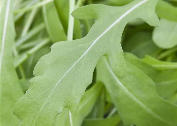 Eruca sativa  Eruca sativa