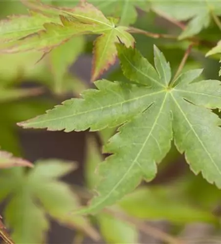 Acer palmatum 'Sangokaku'
