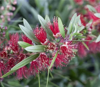 Callistemon citrinus Callistemon citrinus