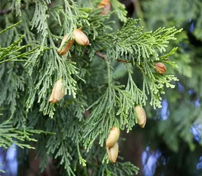 Calocedrus decurrens
