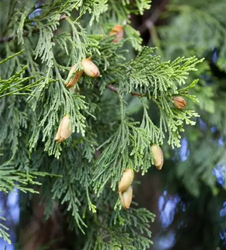 Calocedrus decurrens