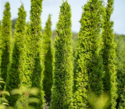 Cupressus sempervirens 'Totem'